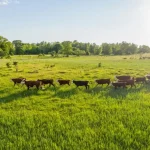 Unique Facts about Kihnu Island, the Beauty of Tradition and Captivating Nature